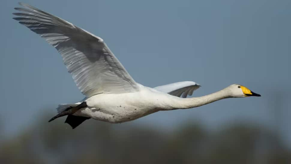 Whooper Swan