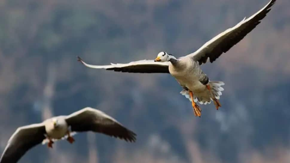 Bar-Headed Goose