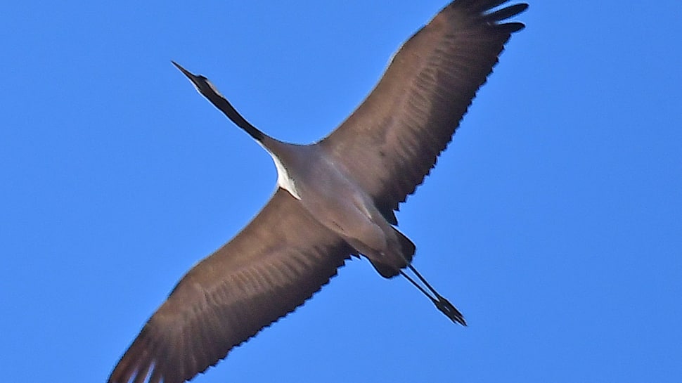 Common Crane