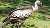 Rüppell's Griffon Vulture