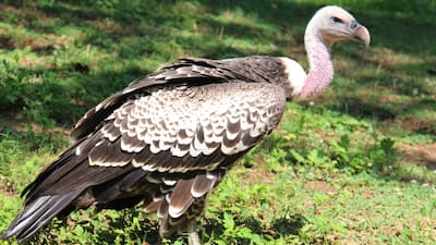 Rüppell's Griffon Vulture