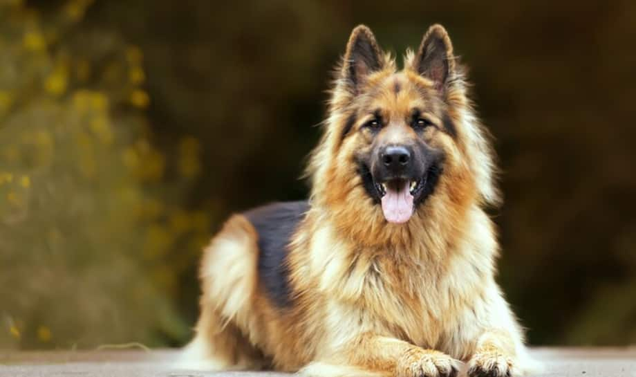 German Shepherd: 