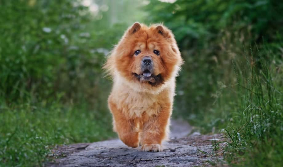 Chow Chow: 