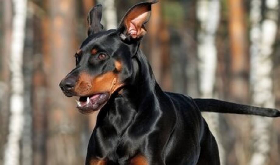 Rottweiler: 