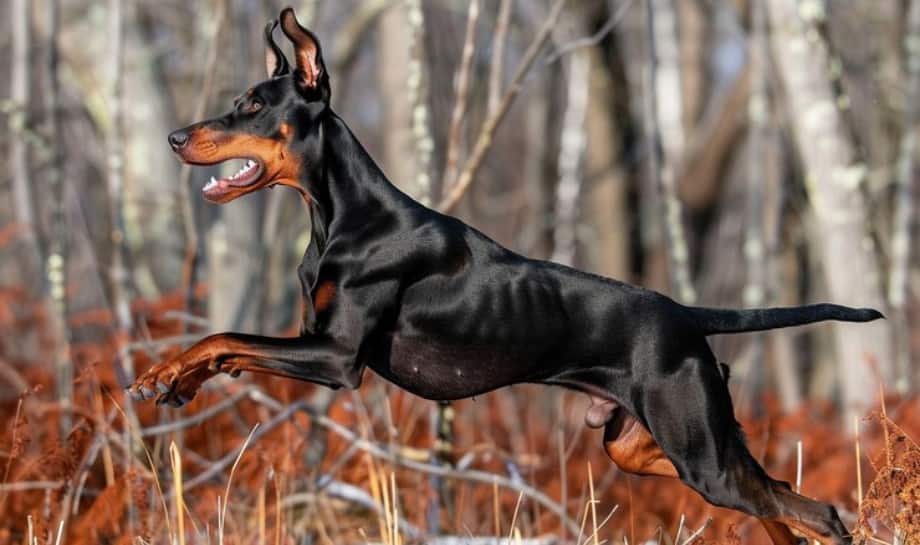 Doberman: 