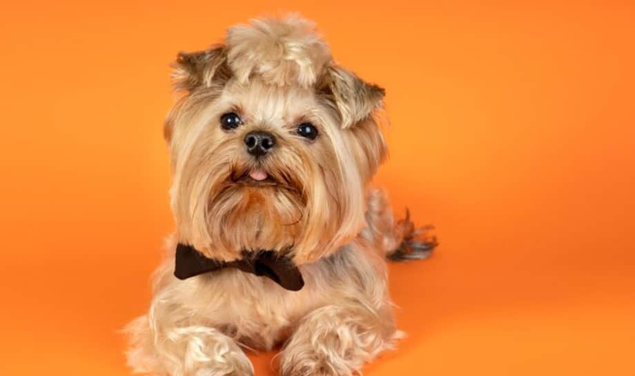 Shih Tzu: 