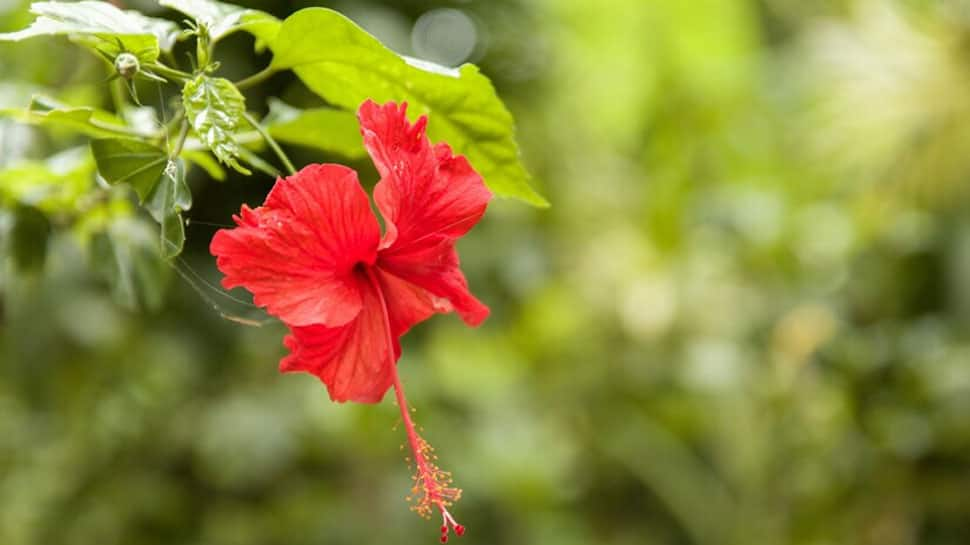 Red flowers