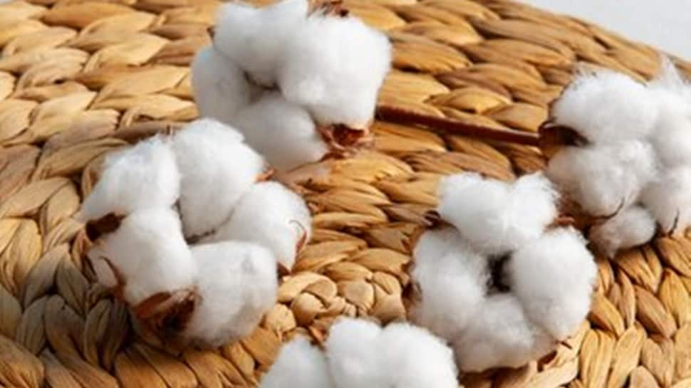 Cotton Producer