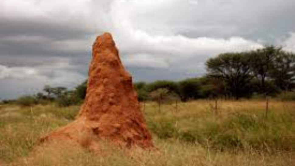 Termite mounds