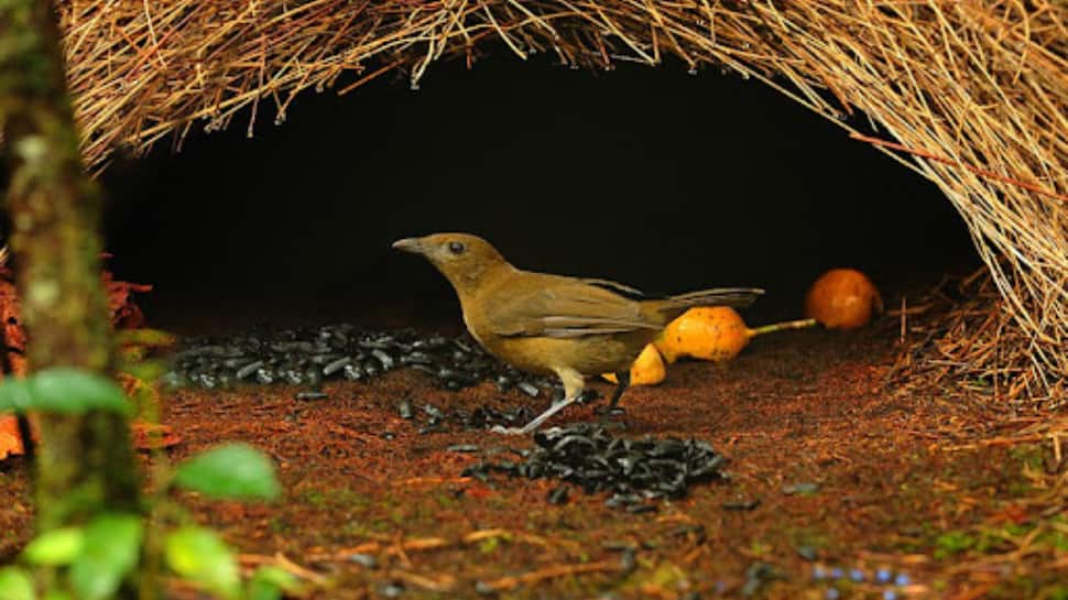 Vogelkop Bowerbird