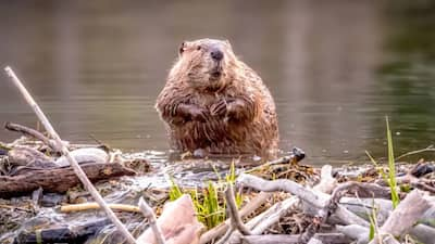 Beaver dams