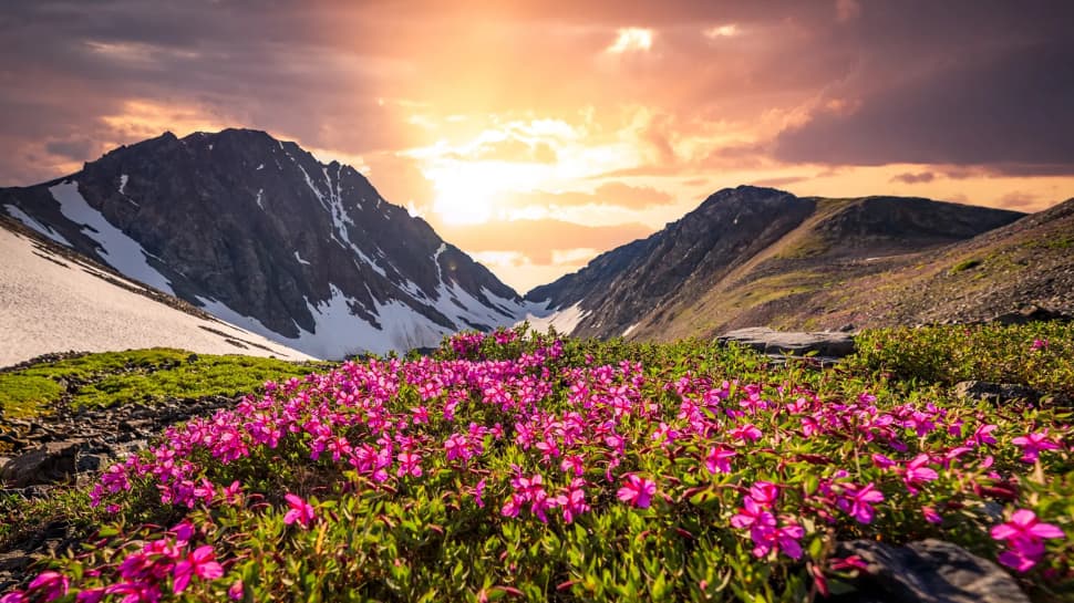 Flowers Valley, Uttarakhand