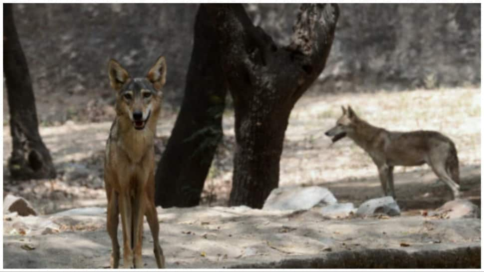 Yogi Adityanath Deploys Team Of Sharpshooters To Hunt Man-Eating Wolf In Bahraich