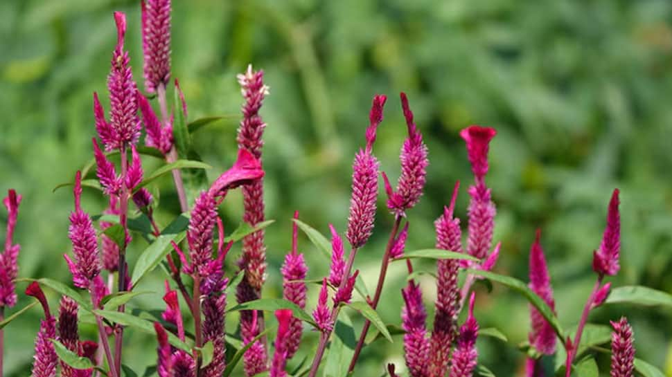 Amaranth