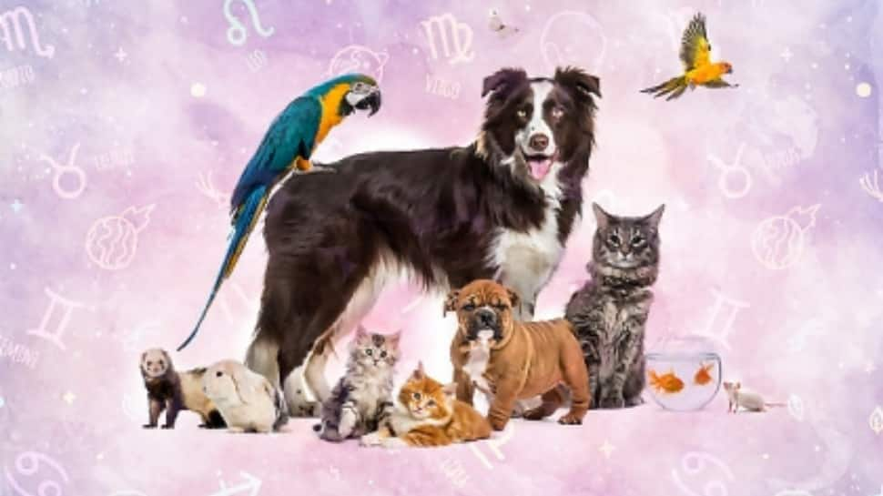 How To Choose A Pet According To Your Zodiac Sign