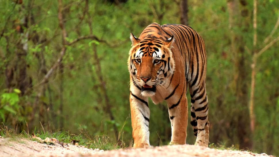 Kanha Tiger Reserve