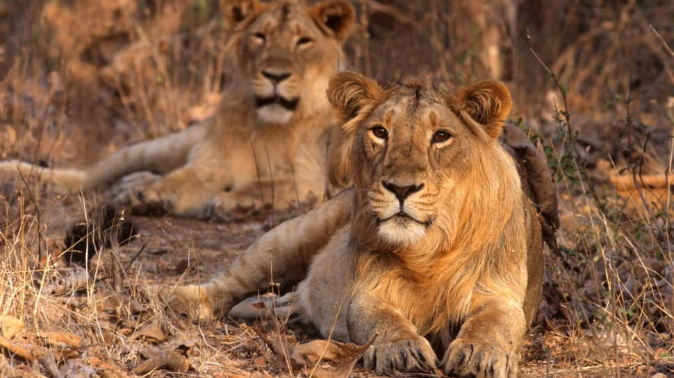 Gir National Park