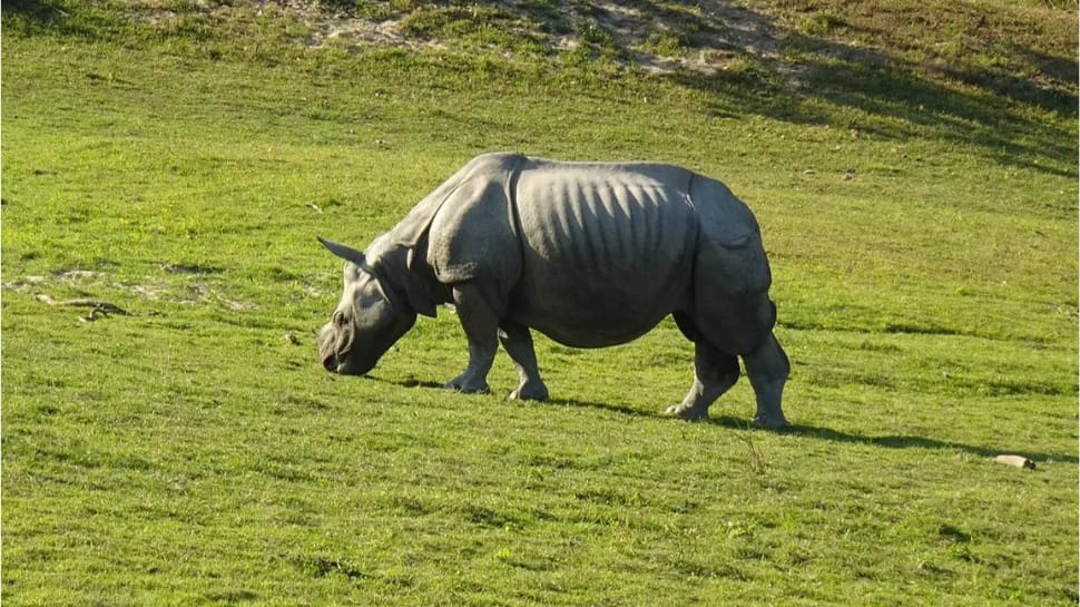 Kaziranga National Park