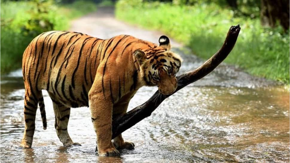 Periyar Tiger Reserve