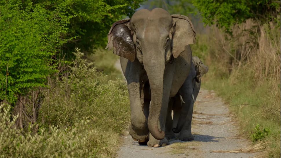 Jim Corbett National Park