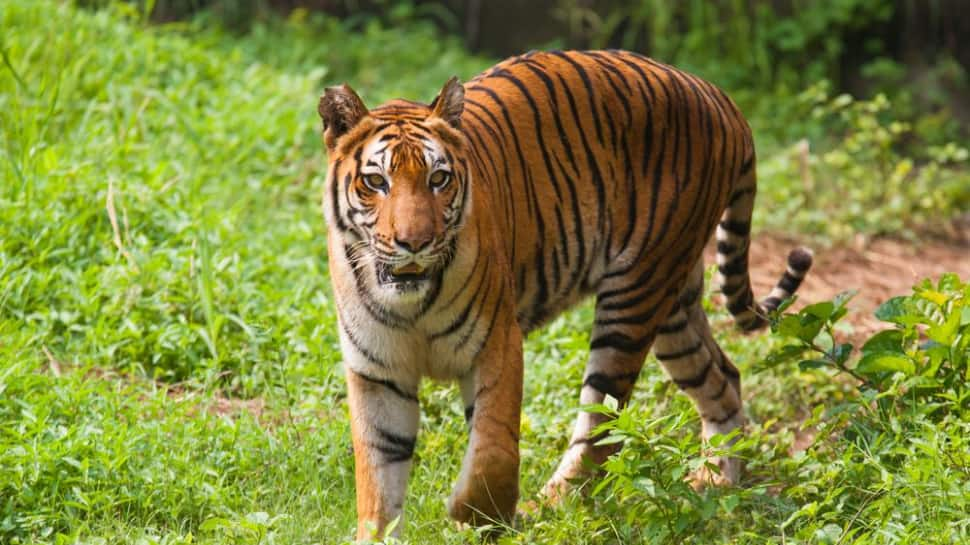 Sundarban National Park