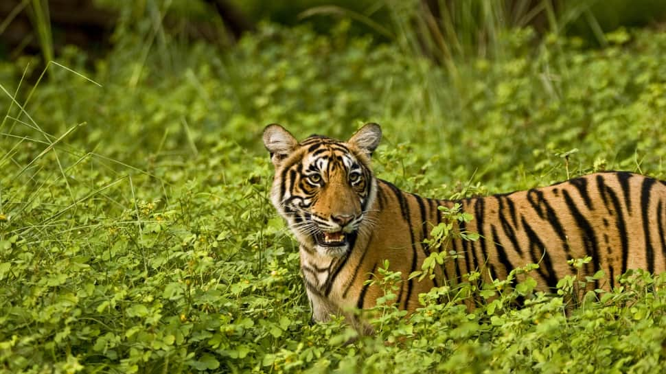 Ranthambore National Park