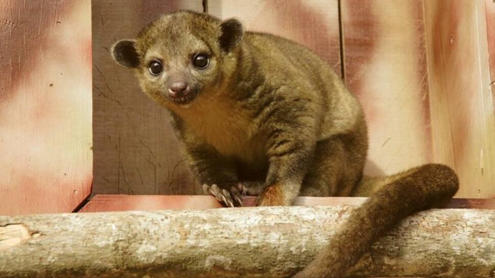 Kinkajou