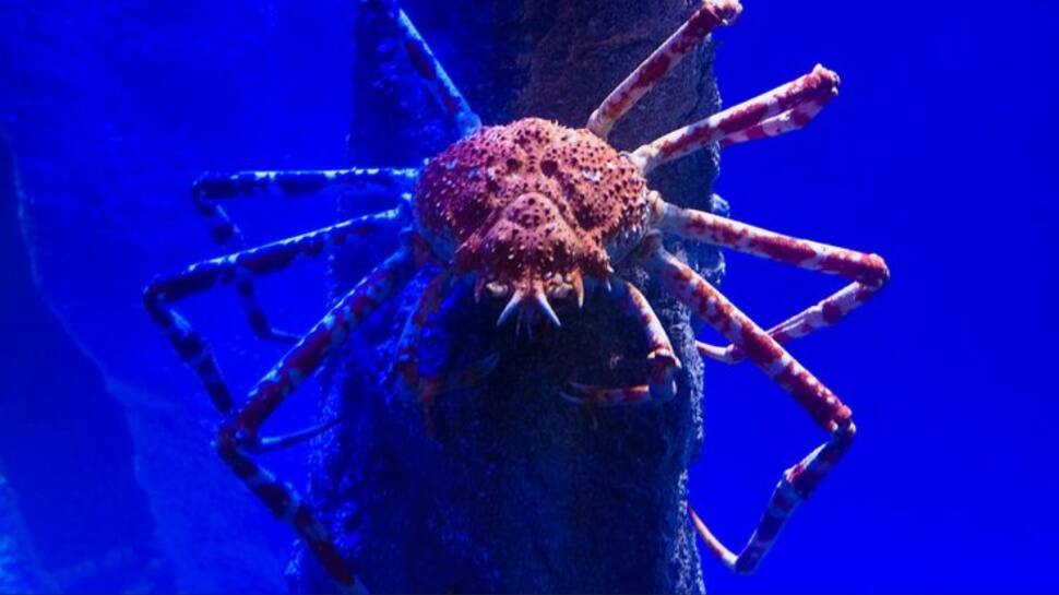 Japanese Spider Crab