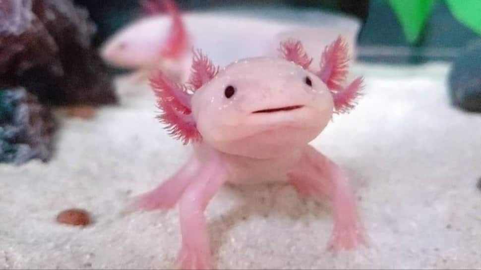 Axolotl