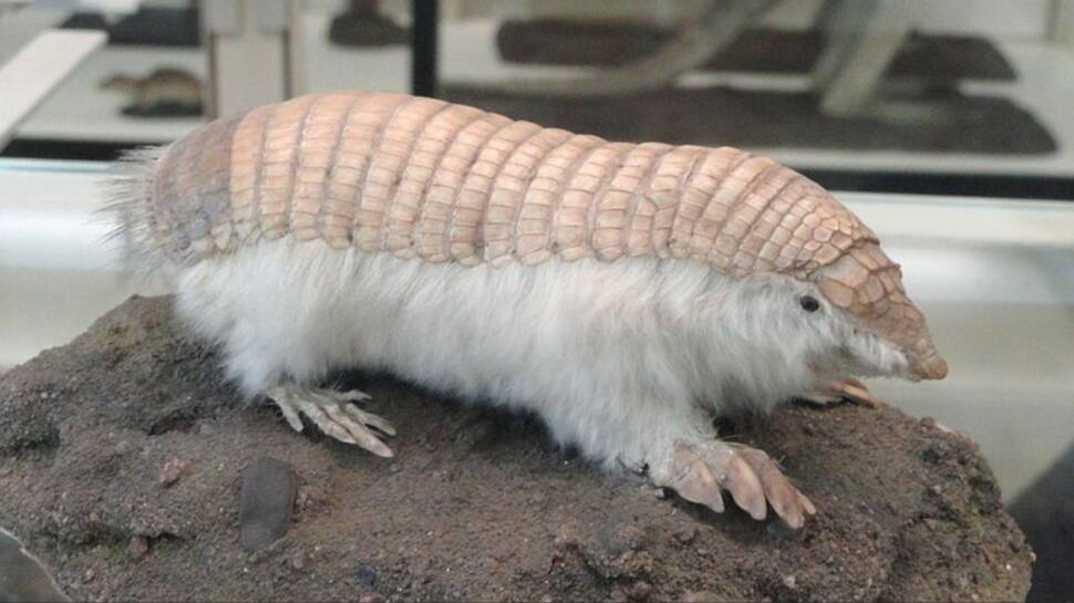 Pink Fairy Armadillo