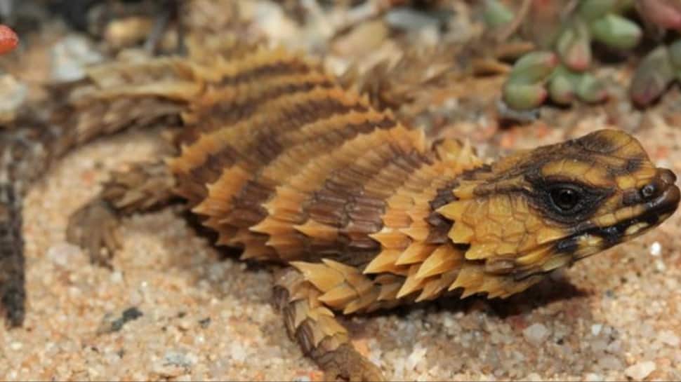 Armadillo Girdled Lizard
