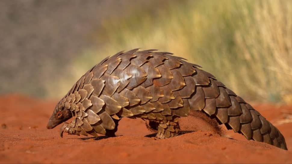 Pangolin