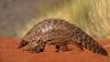 Pangolin