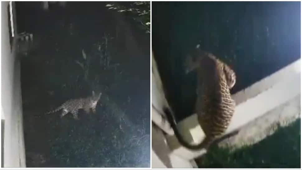 Terrifying CCTV Video Of Leopard On Loose Goes Viral; Over 3 Dozen Animals Killed, Villagers Panic