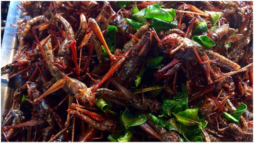 5 Nutritious Insects You Should Consider Eating For Better Health - In ...