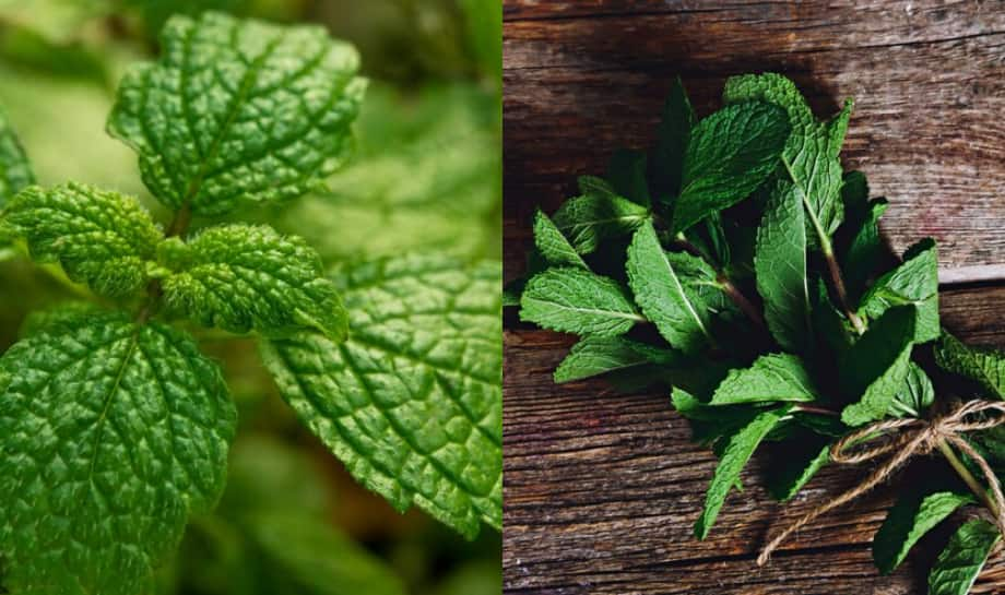 Mint To Be? The Hidden Dangers Of Eating Too Much Mint