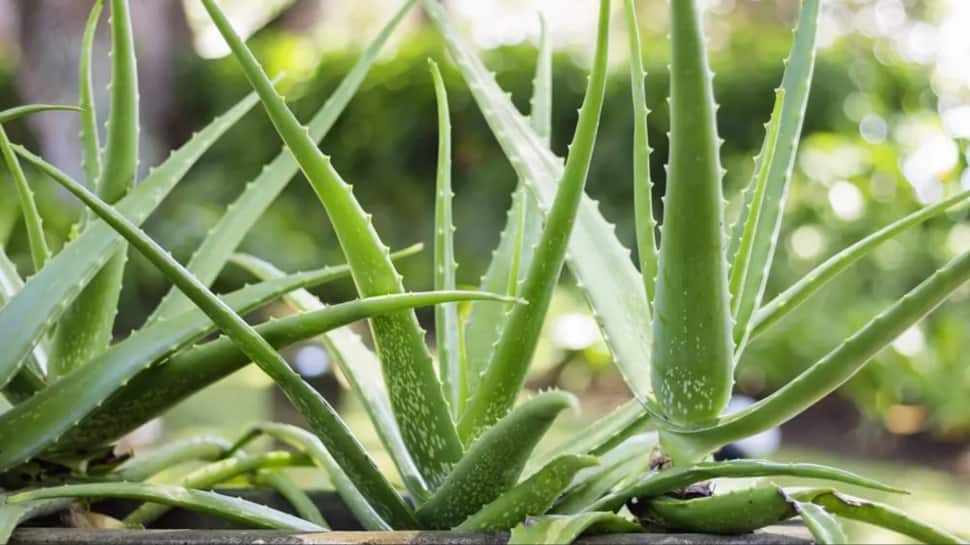 Aloe Vera Plant