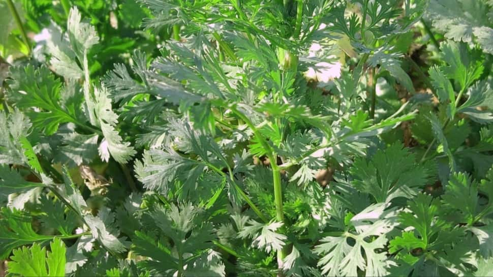 Coriander Plant