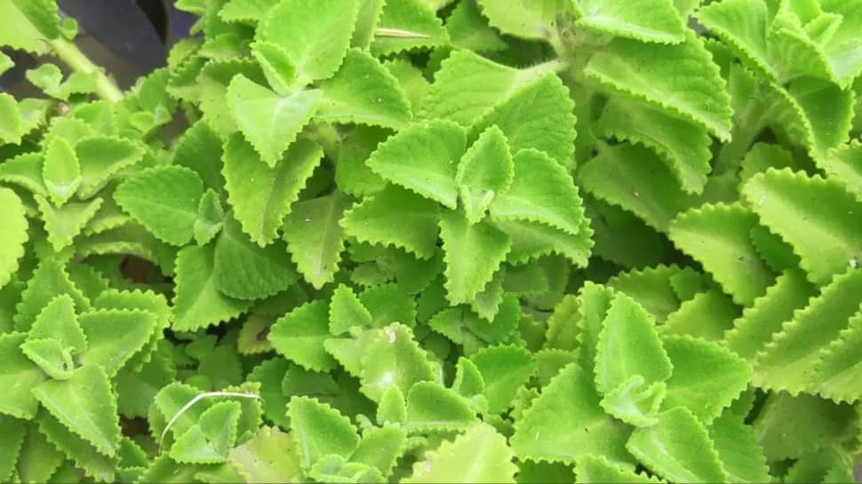 Ajwain Plant