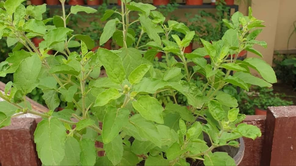 Tulsi