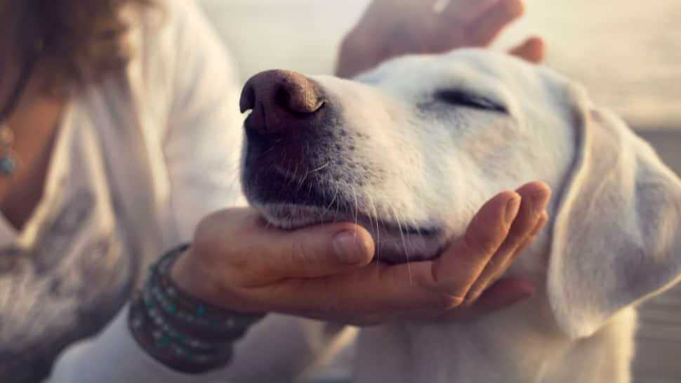 Healing Power Of Pets: How Pets Can Aid in Recovery