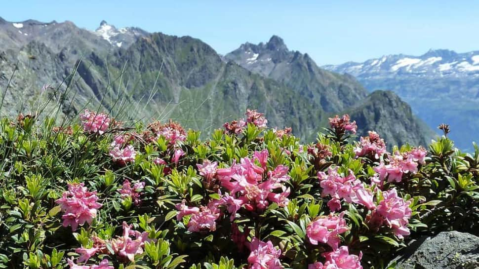 Barsey Rhododendron Sanctuary 