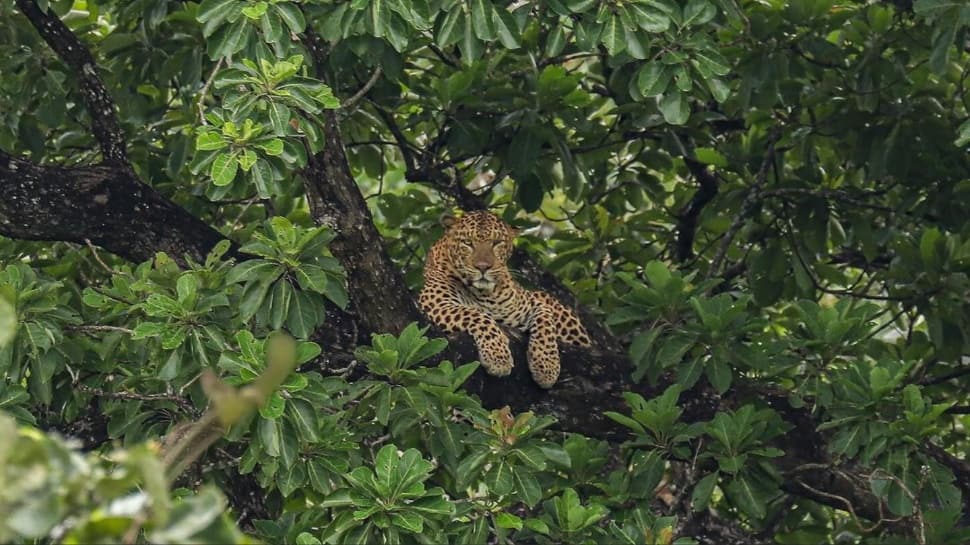 Bandipur National Park