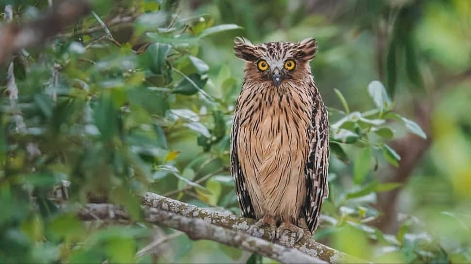 Sundarbans National Park