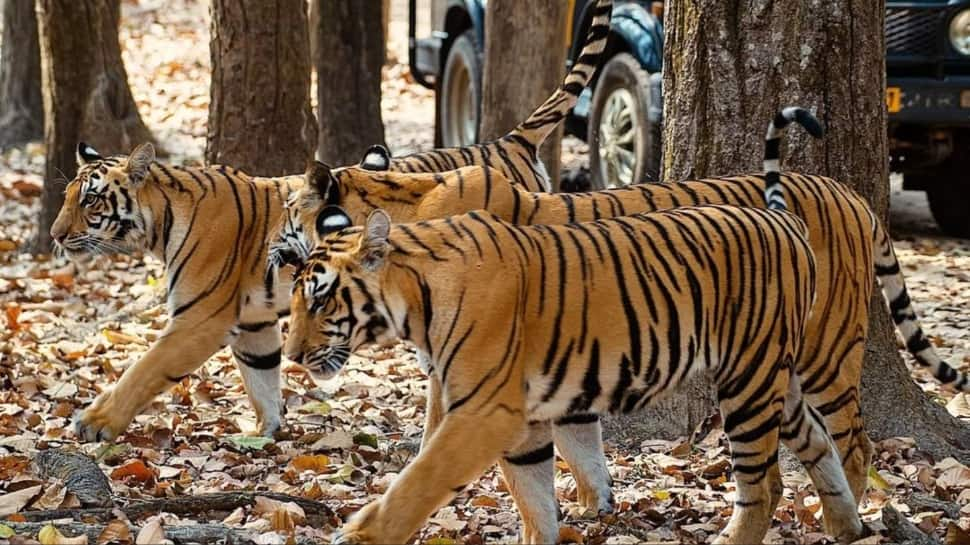 Kanha National Park