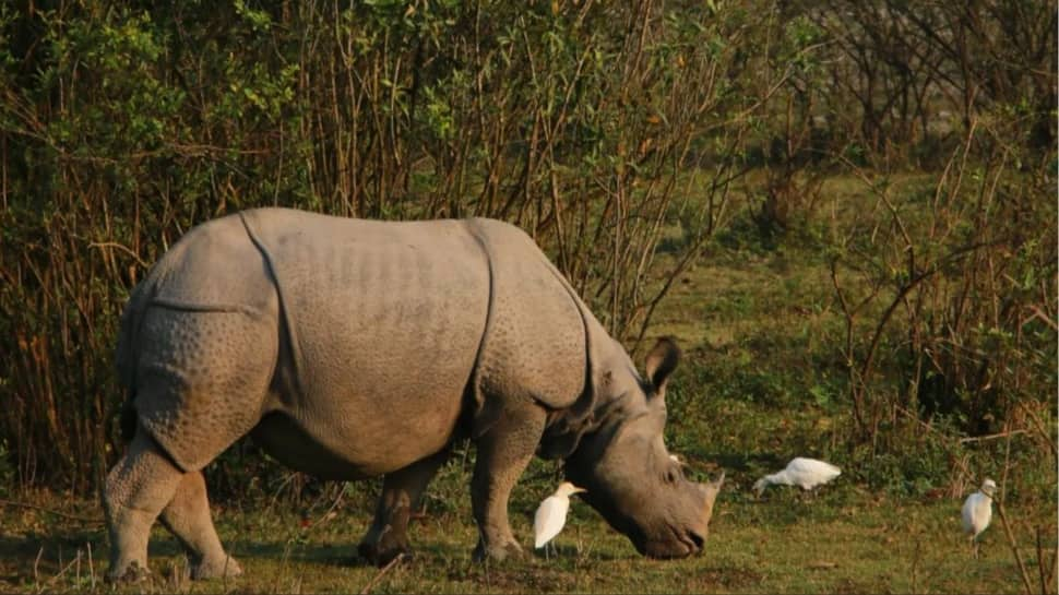 Kaziranga National Park