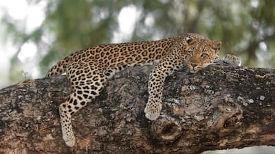 Jawai Bandh Leopard Conservation Reserve