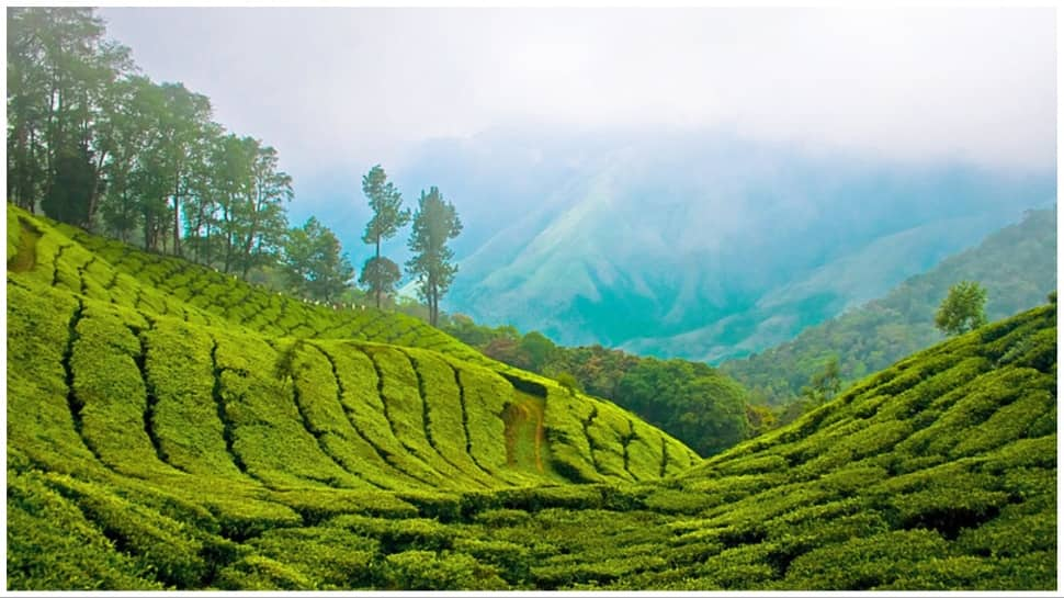 Munnar: Tea Gardens And Tranquility