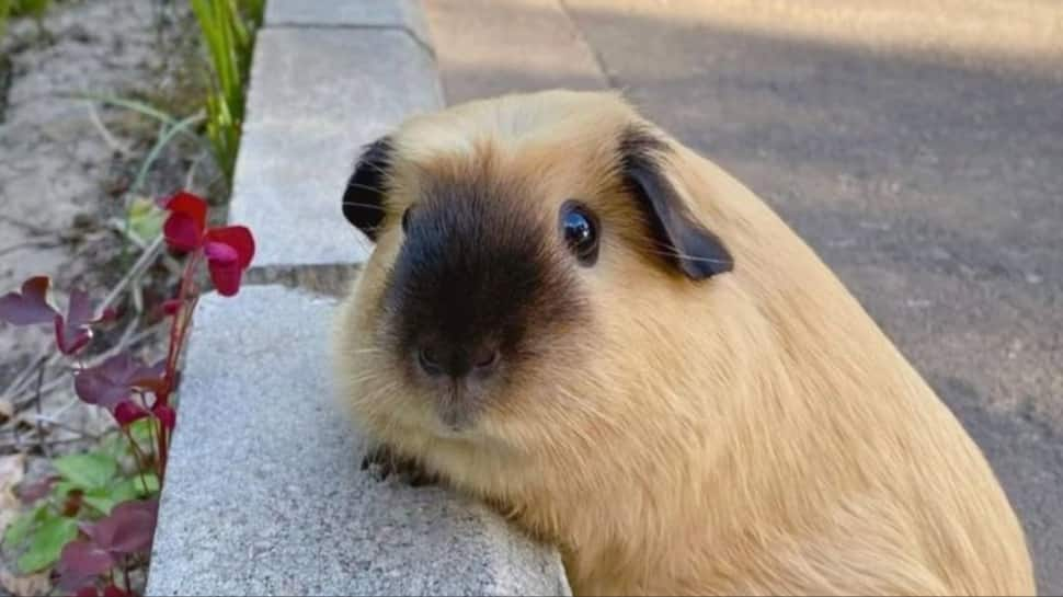 Guinea Pigs