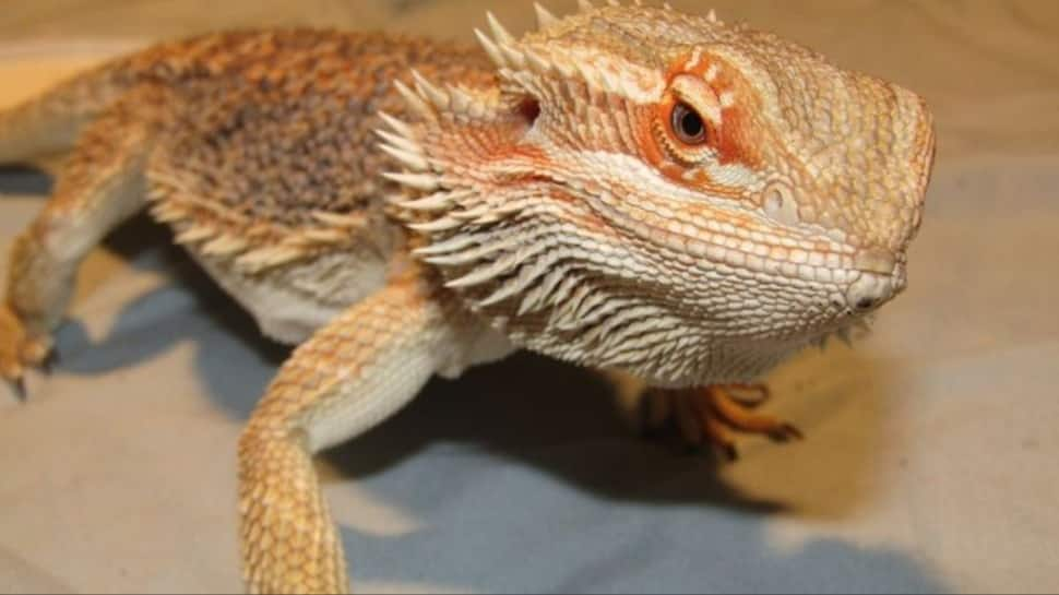 Bearded Dragon